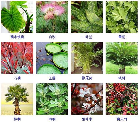 觀葉植物種類